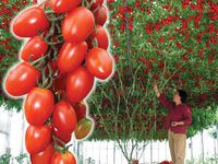 Характеристика сорта томатов Спрут