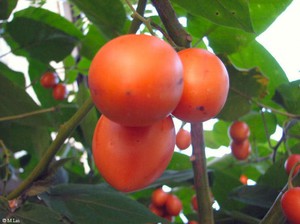 Выращивание томатного дерева в теплице и открытом грунте