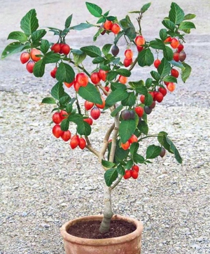 Выращивание томатного дерева в теплице