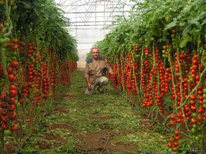 Выращивание томатного дерева в открытом грунте