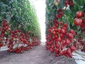 Выращивание томатного дерева 