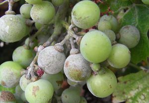 Причины появления заболевания винограда