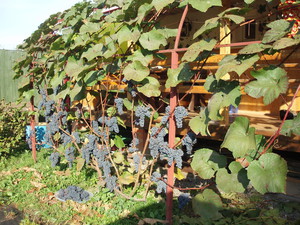 Правила высадки винограда