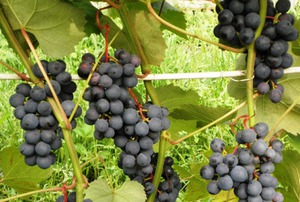 Посадка винограда в Подмосковье