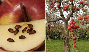 Правила выращивания яблони из семечки