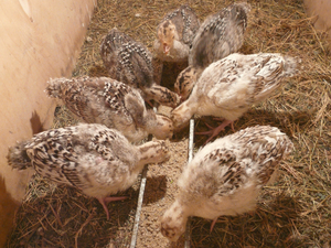 Выращивание индюшат: постройка индюшатника, кормление птицы