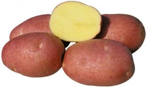 Как вырастить сорт картофеля беллароза
