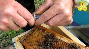 Как посадить пчелиную матку