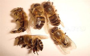 Какм проявляются заболевания у пчел