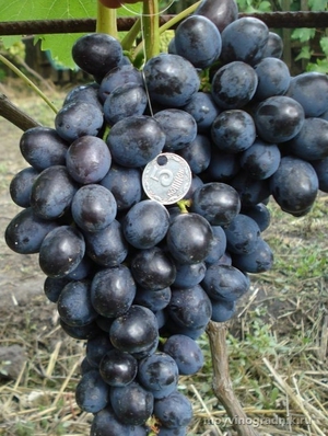 Саженцы винограда 
