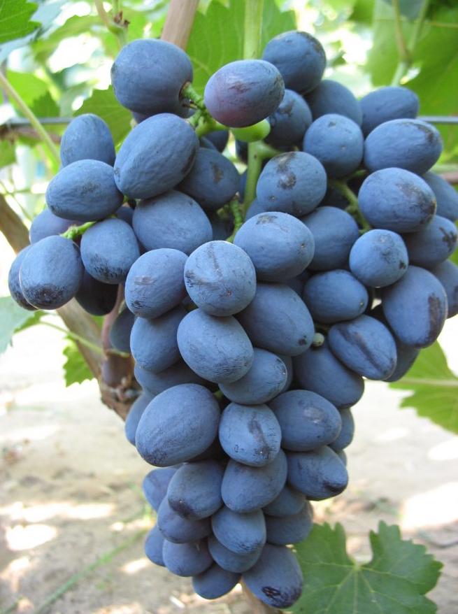 Сорта винограда для южного урала с фото и описанием