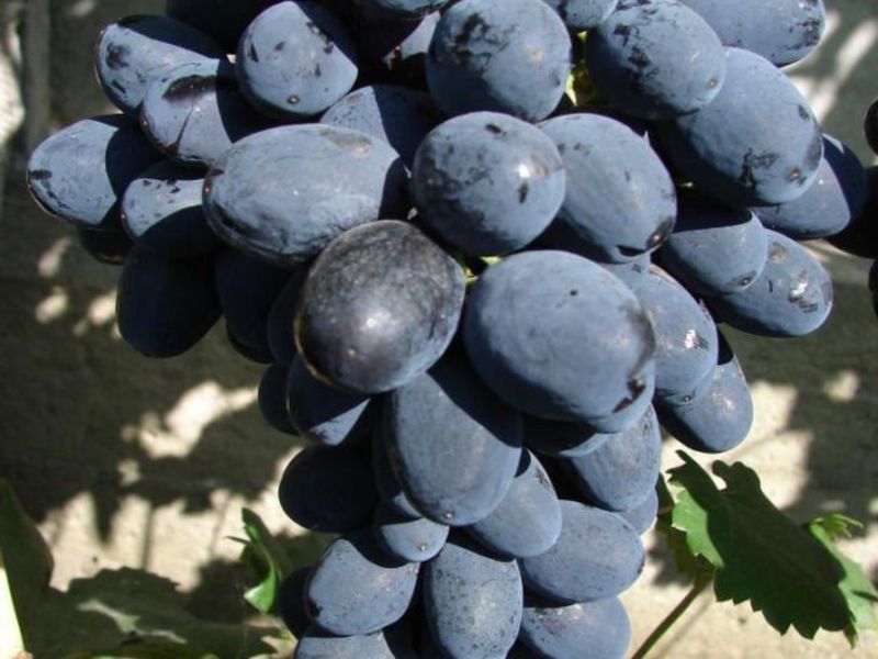 Ценность винограда забава