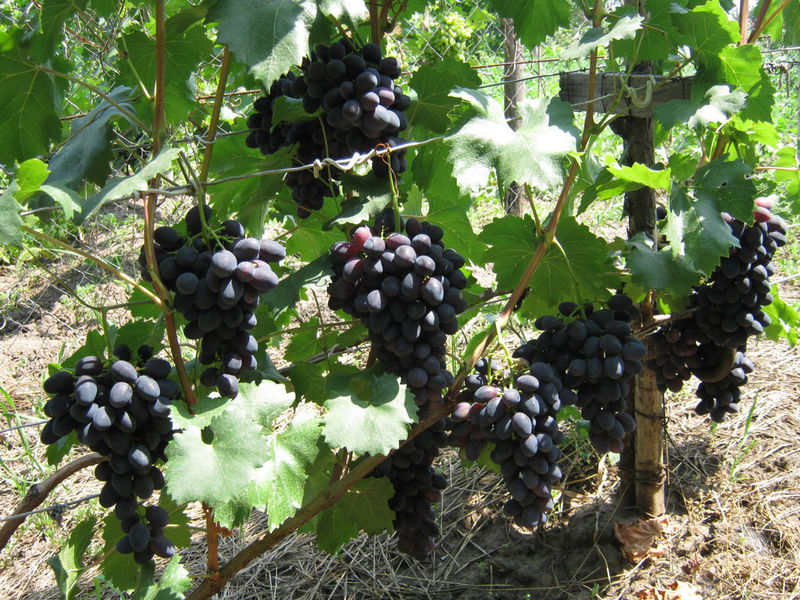 Выращивание винограда забава