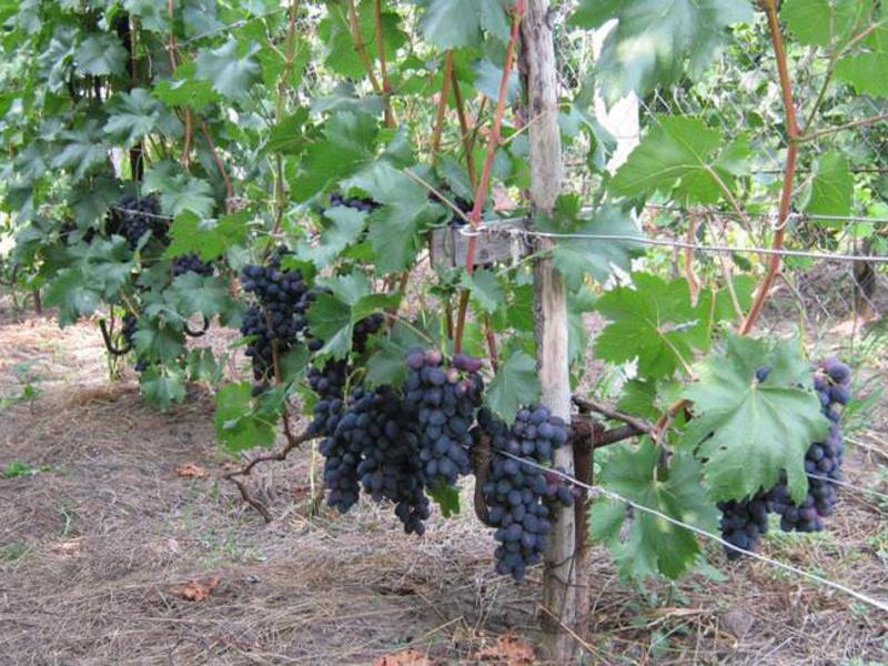 Как сажать виноград