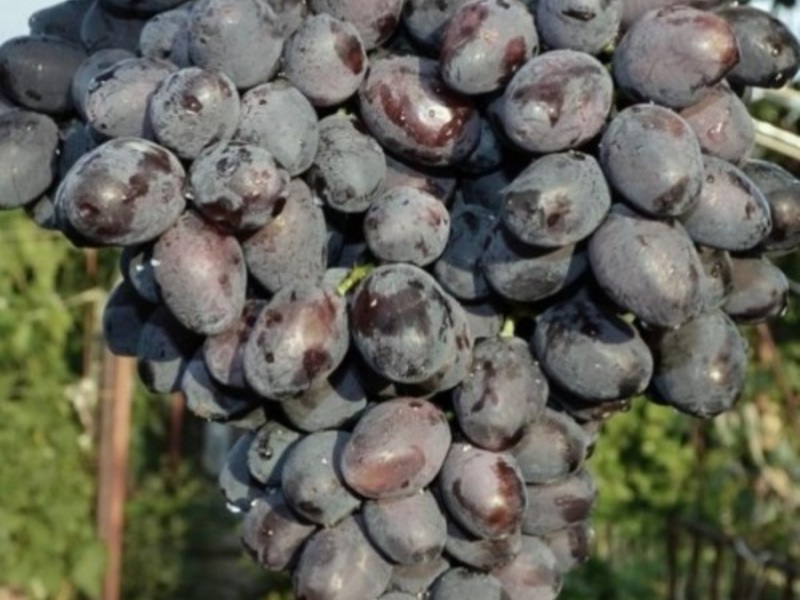 Способы полива винограда
