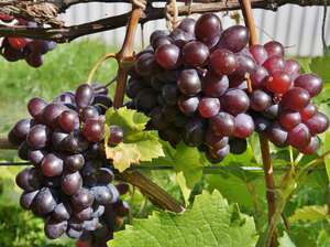 Неукрывные сорта винограда