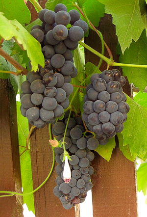 Какие сорта винограда лучше всего выращивать