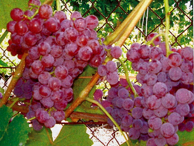 Домашний виноград комнатное растение фото