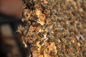 Как собрать рой пчел