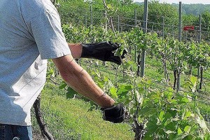 Правила ухода за виноградом