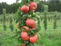 Как вырастить сорт яблок васюган