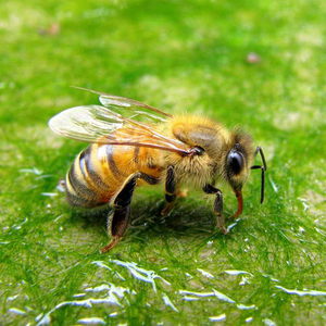 Польза лечения пчелами
