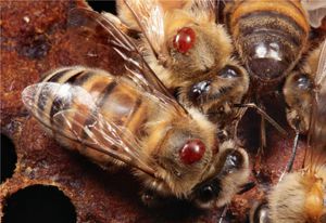 Методика лечения пчелиными укусами
