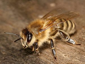 Состав пчелиного яда