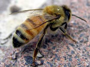 Чем полезно укус пчелами