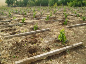 Как сажать виноград Хамалеон
