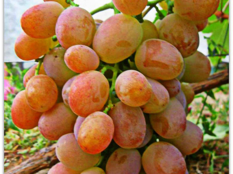 Какой на вкус виноград Хамалеон