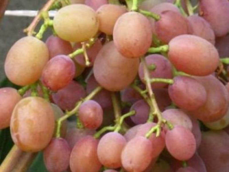 За что ценится виноград Хамалеон