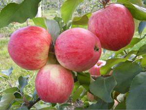 Какие сорта яблони устойчивы к парше