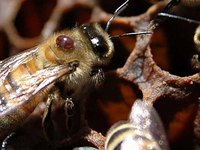 Варроатоз пчел: симптомы, развитие, лечение