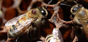Варроатоз пчел: симптомы, развитие, лечение