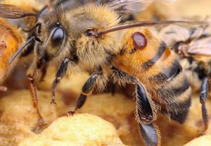Варроатоз пчел как определить заболевание