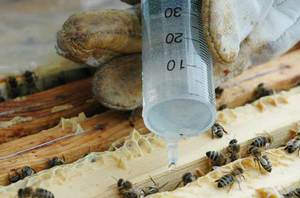 Варроатоз: чем можно вылечить пчел