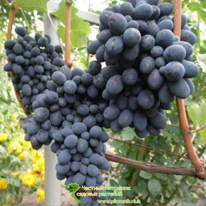 Фуршетный виноград: описание сорта