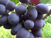 Уход за виноградом Фуршетный