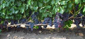 Как правильно ухаживать за виноградом Фуршетный