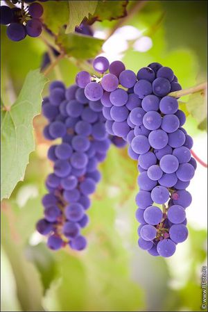 Как вырастить виноград изабелла