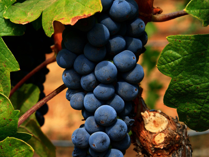 Черный виноград изабелла