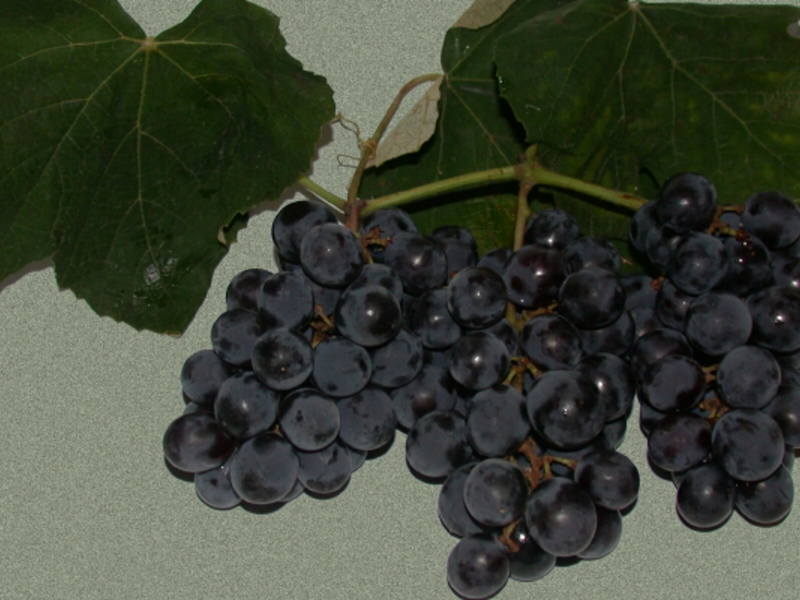 Посадка винограда изабелла