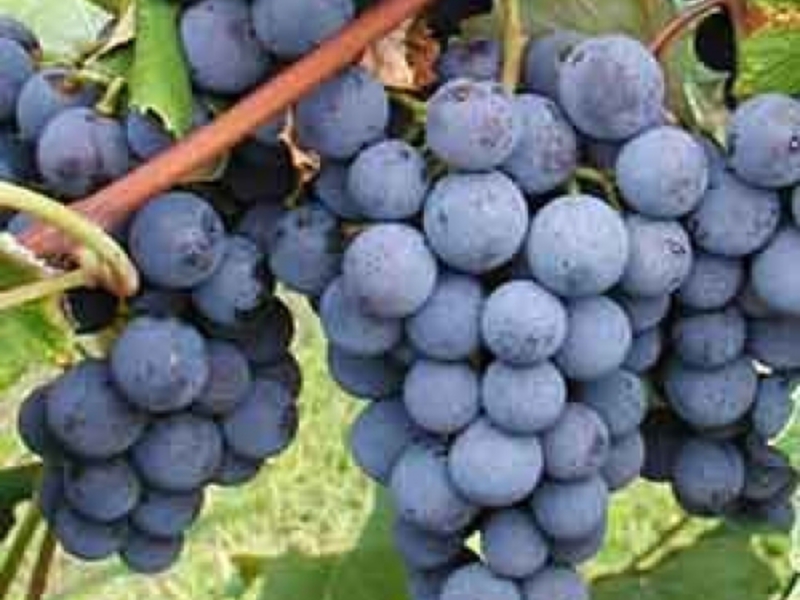Особенности сорта винограда