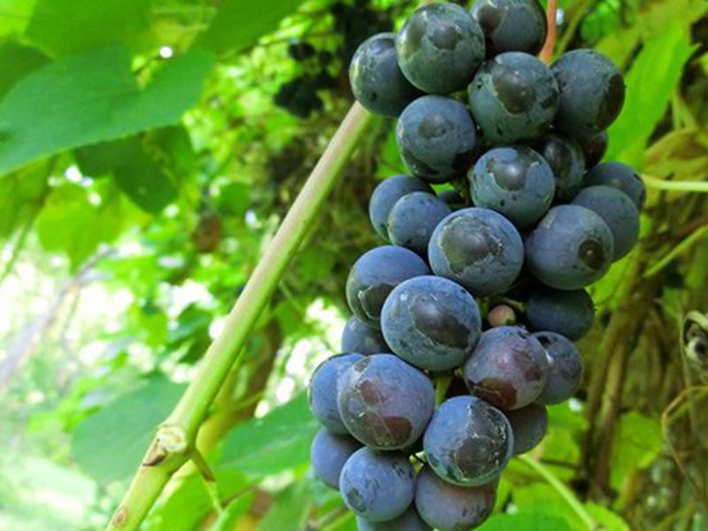 Как правильно вырастить виноград