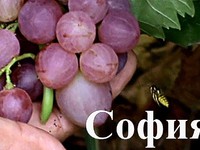 Виноград сорта София