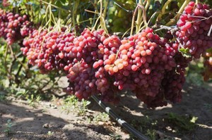 Какова урожайность винограда  София