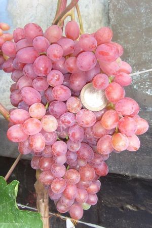 Преимущества винограда сорта София