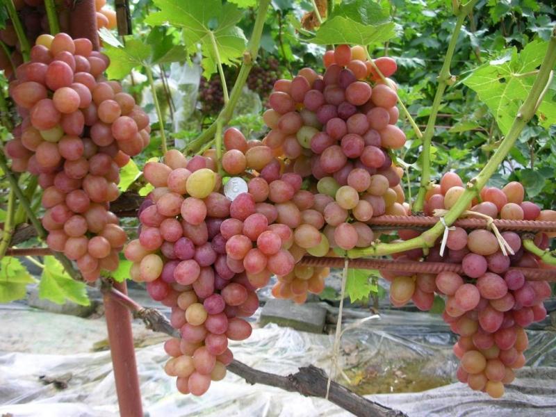 Урожай винограда София