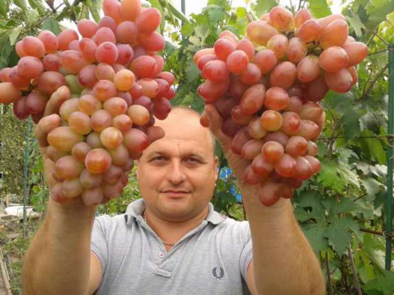 Кисти винограда София
